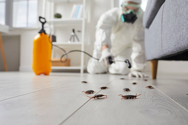 Commercial Kitchen Cockroach Control in Belvidere